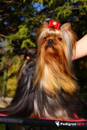  My Exclusive Mary Stribrne Prani — Labaza DogPedigree YorkshireTerrier